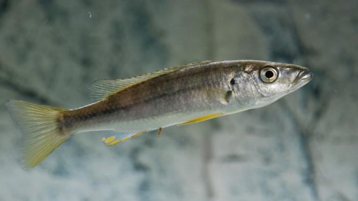 Malawi Barracuda