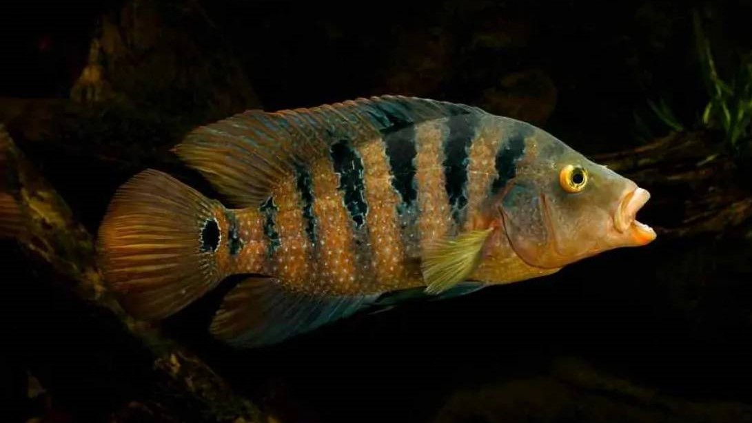 Mayan Cichlid: Habitat, Care, Aquarium Maintenance