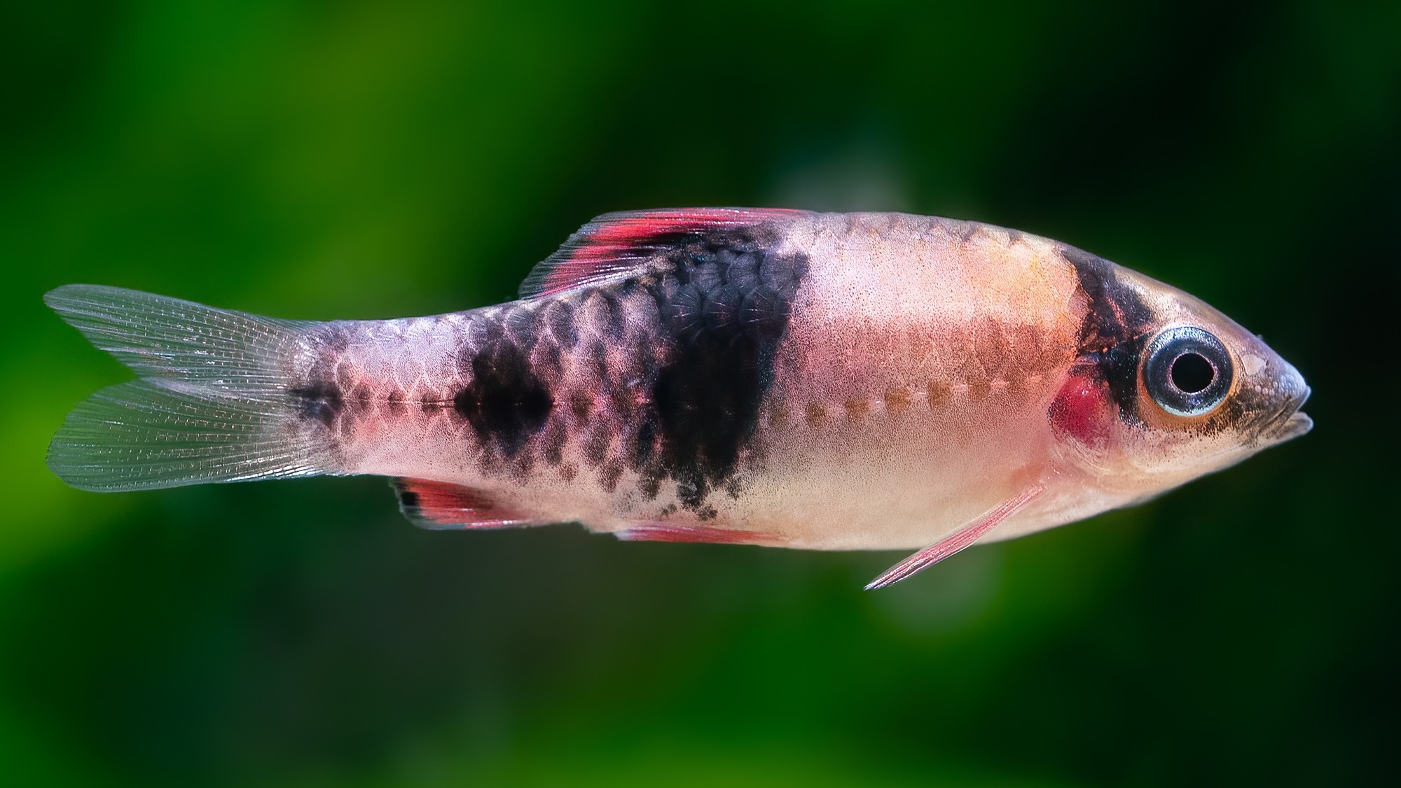 Melon Barb Habitat, Care, Aquarium Maintenance