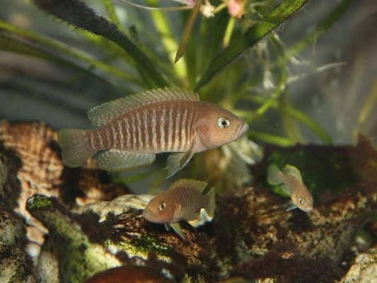 Neolamprologus Multifasciatus