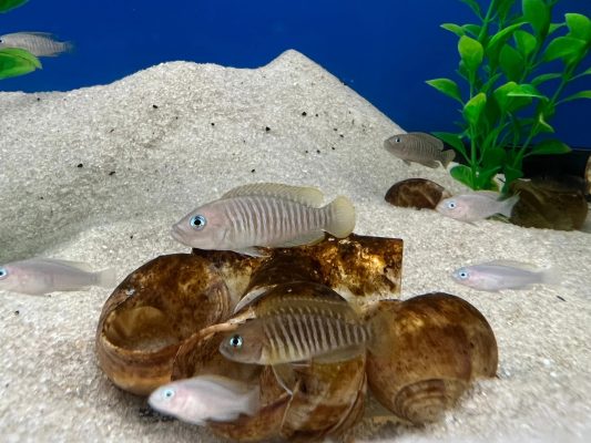 Neolamprologus Multifasciatus