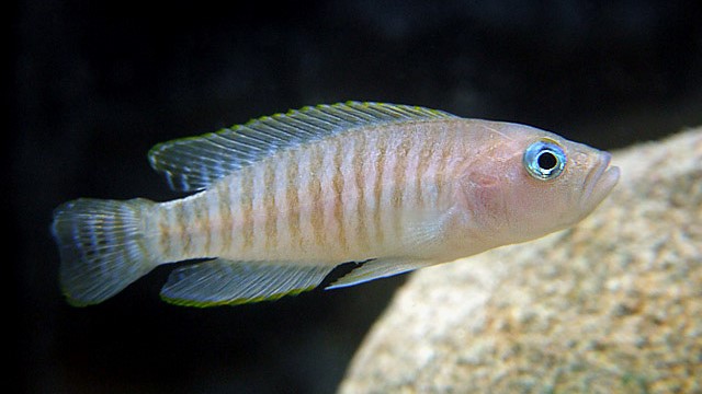 Neolamprologus Multifasciatus