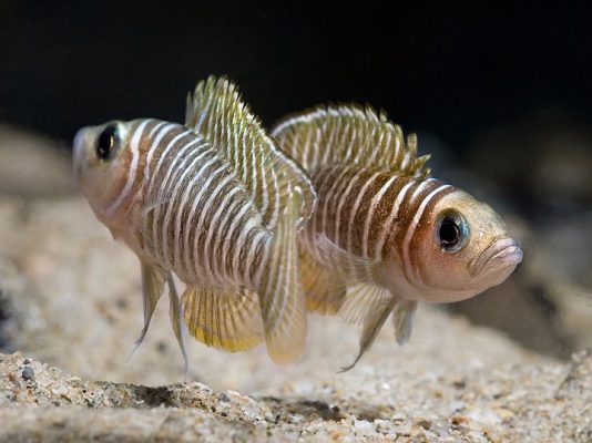 Neolamprologus Similis