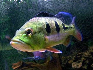 Orinoco Peacock Bass