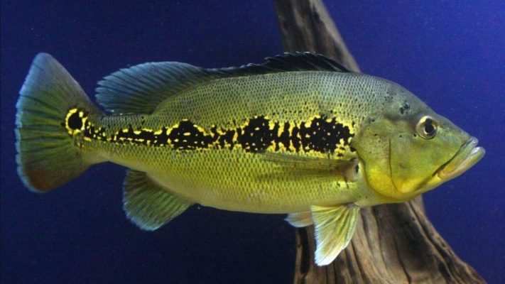Orinoco Peacock Bass