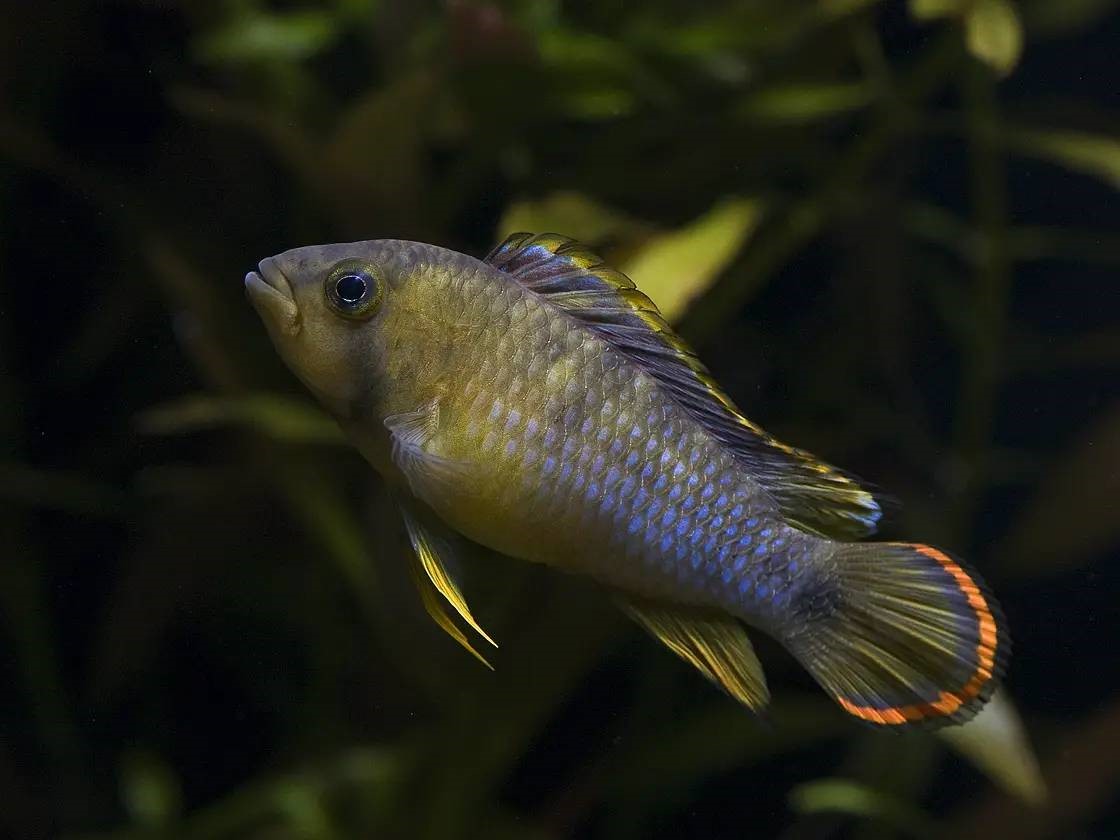 Panda Dwarf Cichlid: Habitat, Care, Aquarium Maintenance