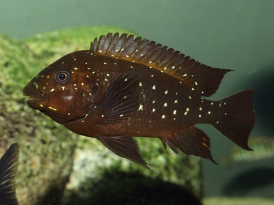 Petrochromis Trewavasae