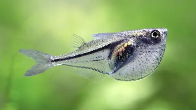 Pygmy Hatchetfish