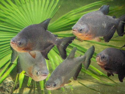 Red-Bellied Pacu