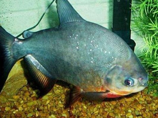 Red-Bellied Pacu