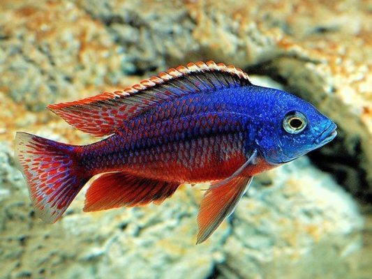 Red Empress Cichlid