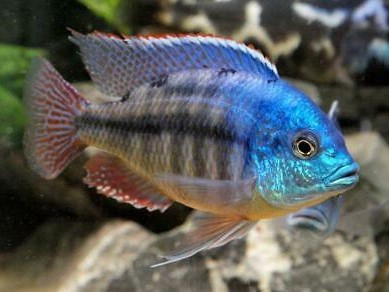 Red Empress Cichlid