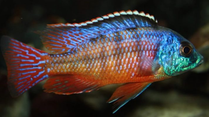 Red Empress Cichlid