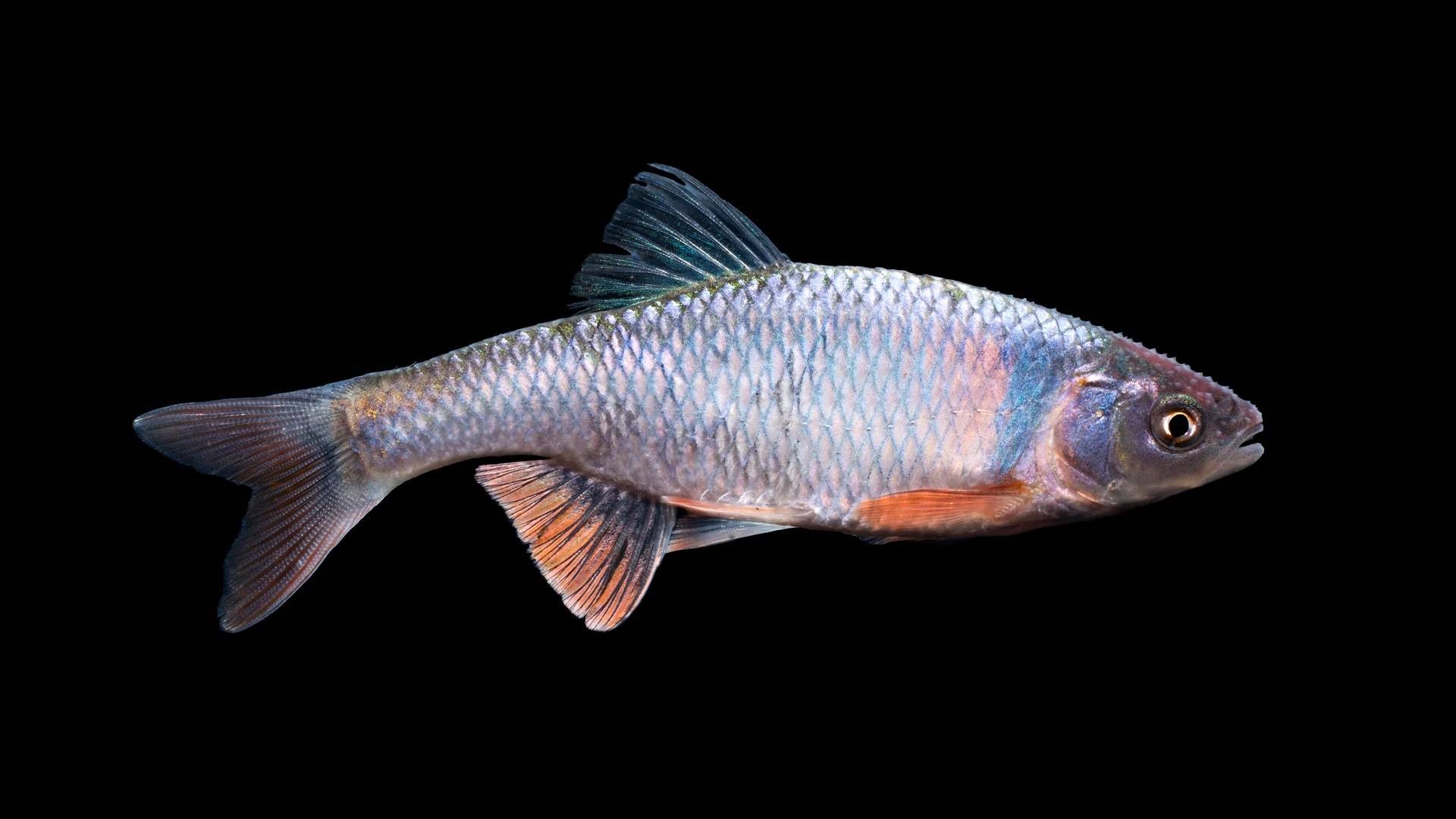 Red Shiner: Habitat, Care, Aquarium Maintenance