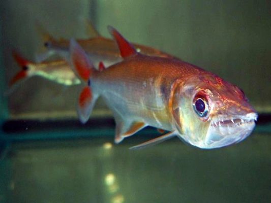 Red Tail Barracuda