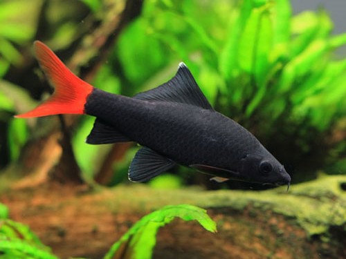 Red-Tailed Black Shark