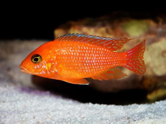 Red Zebra Cichlid