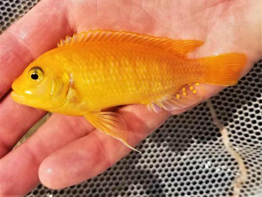 Red Zebra Cichlid