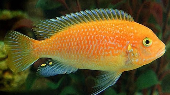 Red Zebra Cichlid