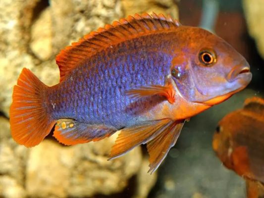 Rusty Cichlid (Lavender Cichild)