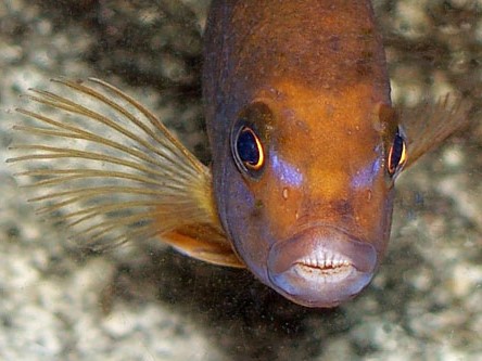 Rusty Cichlid (Lavender Cichild)