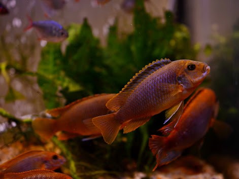 Rusty Cichlid (Lavender Cichild)