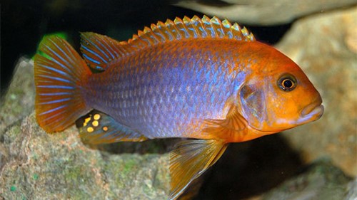 Rusty Cichlid (Lavender Cichild)