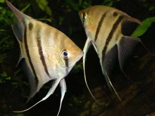Spotted Angelfish
