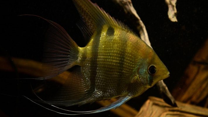 Spotted Angelfish