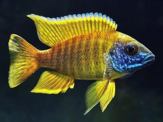 Sunshine Peacock Cichlid