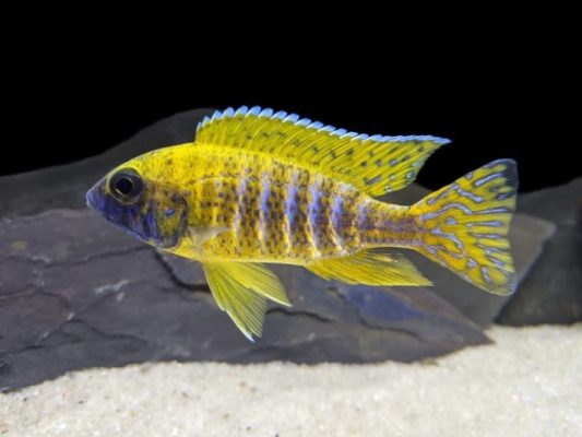 Sunshine Peacock Cichlid