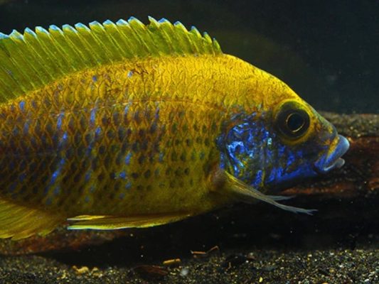 Sunshine Peacock Cichlid