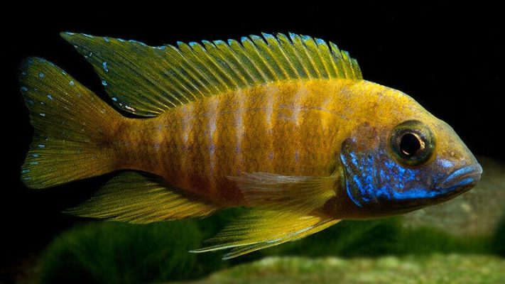 Sunshine Peacock Cichlid