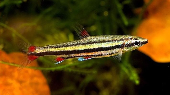 Three-Lined Pencilfish