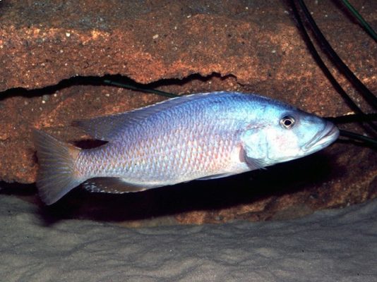 Tyrannochromis Macrostoma