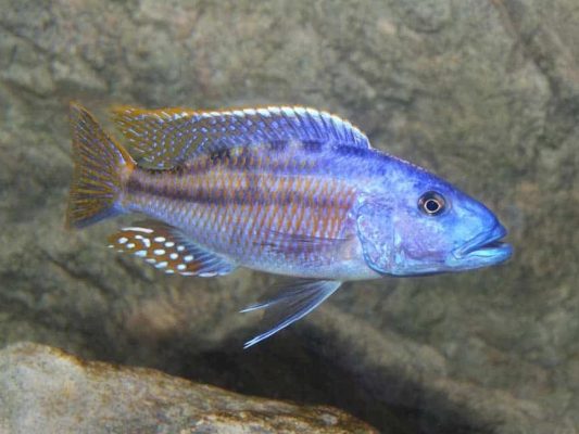 Tyrannochromis Macrostoma