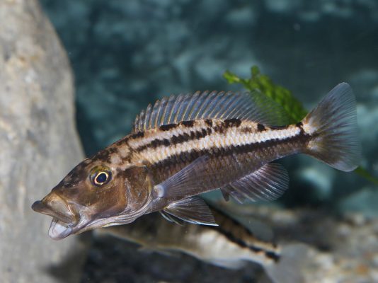 Tyrannochromis Macrostoma