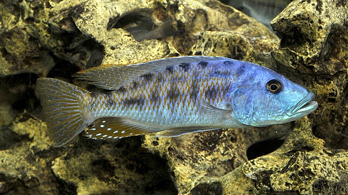 Tyrannochromis Macrostoma