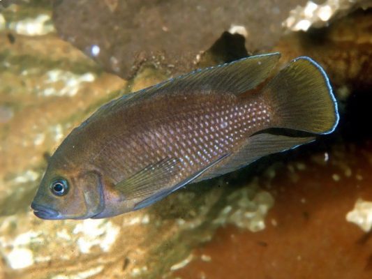 Variabilichromis Moorii