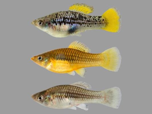 Variable Platy