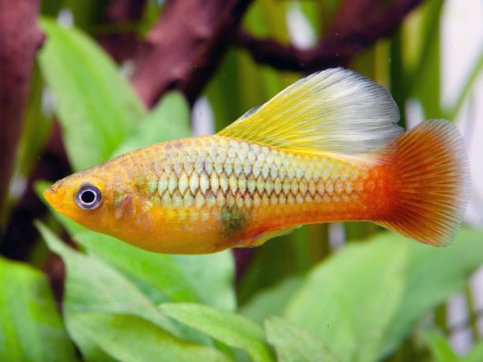 Variable Platy