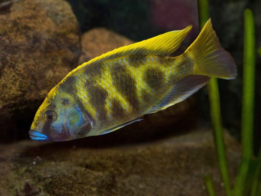 Venustus Cichlid (Giraffe Cichild)