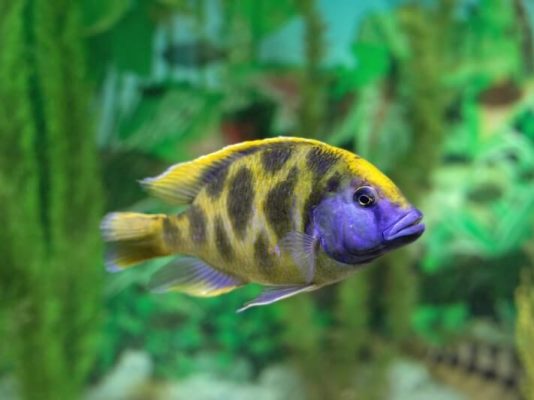 Venustus Cichlid (Giraffe Cichild)