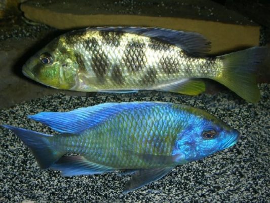 Venustus Cichlid (Giraffe Cichild)