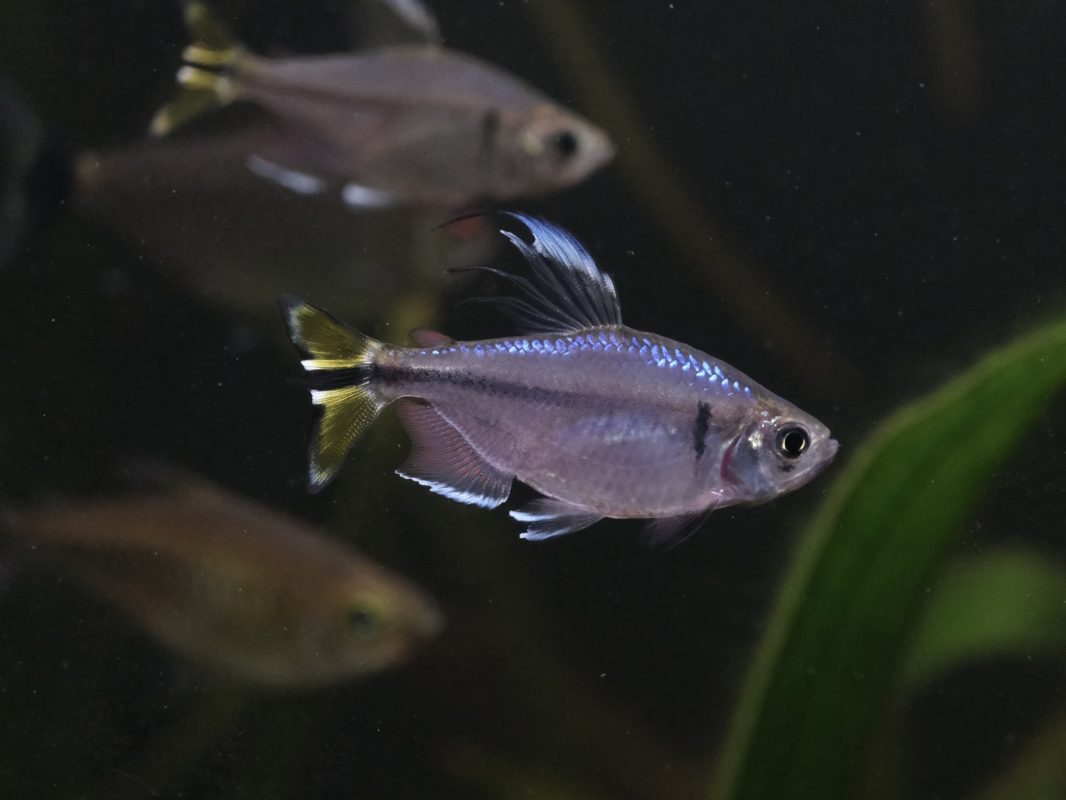 Yellow-Tailed Congo Tetra: Habitat, Care, Aquarium Maintenance