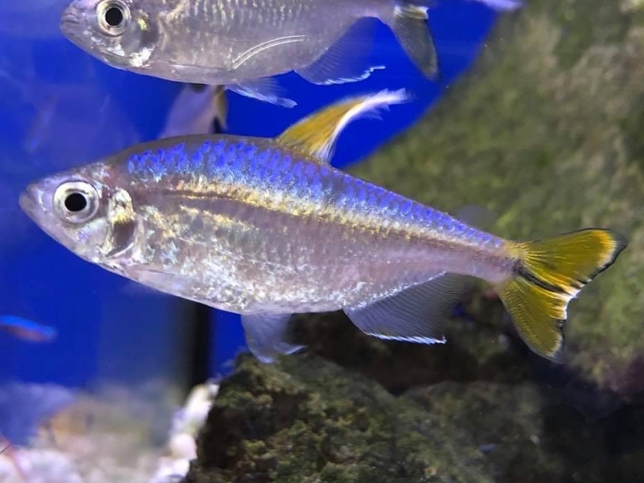 Yellow-Tailed Congo Tetra: Habitat, Care, Aquarium Maintenance