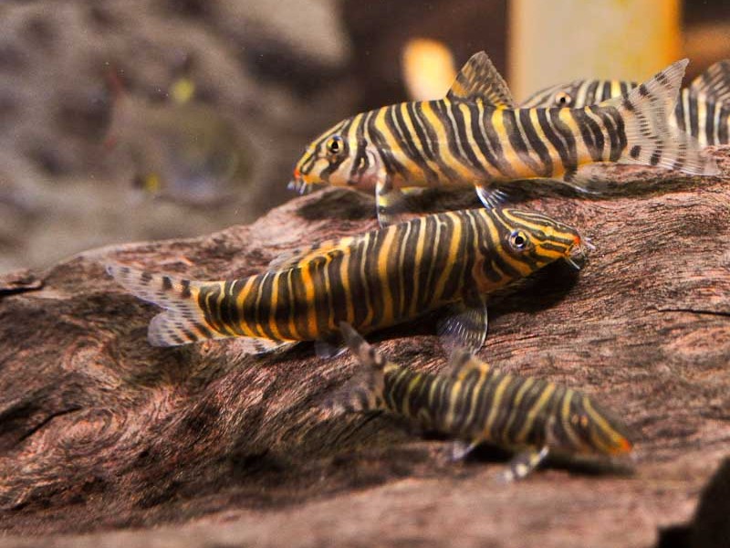 Zebra Loach Habitat, Care, Aquarium Maintenance
